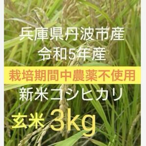 兵庫県丹波市産！令和5年産　栽培期間中農薬不使用　コシヒカリ玄米3kg