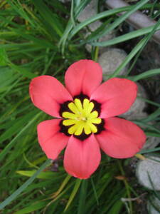 *spalakisis цветок цвет Mix вид 30 шарик 