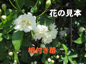 観葉植物　モッコウバラ　白色　木香バラ　苗木　植木　②