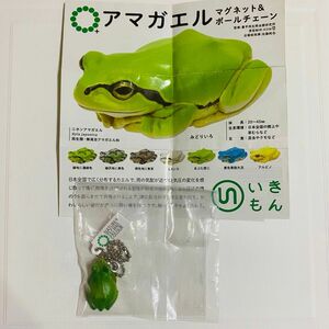 新品未使用　ネイチャーテクニカラー アマガエル ニホンアマガエル　みどりいろ ボールチェーン 蛙 生物 フィギュア いきもん 