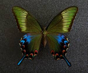 # domestic production butterfly specimen tokalakalasage is (tokala row island . kind ) A-* Kagoshima prefecture * bad stone island production breeding feather . goods 