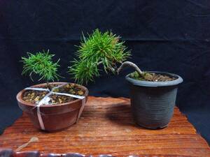 * bonsai /... leaf pine /2 kind set / free shipping *