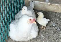 【合計24個】烏骨鶏 アローカナ 有精卵 各12個 平飼い卵 鶏卵 食用_画像5