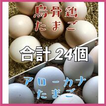 【合計24個】烏骨鶏 アローカナ 有精卵 各12個 平飼い卵 鶏卵 食用_画像1