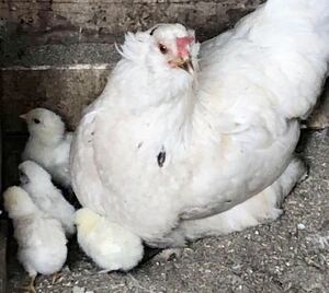 即決 アローカナ 有精卵 6個 青い卵 平飼い 鶏 食用