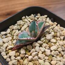 アガベ チタノタ ブラックアンドブルー 白覆輪 発根済 Agave titanota black and blue variegated White BB 錦 斑入り_画像2