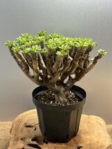 ゑ. 極上美株 大 ユーフォルビア ギラウミニアナ 現地球 発根株 Euphorbia guillauminiana【コーデックス 塊根 多肉 サボテン 】_画像5