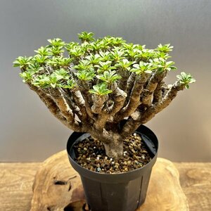 ゑ. 極上美株 大 ユーフォルビア ギラウミニアナ 現地球 発根株 Euphorbia guillauminiana【コーデックス 塊根 多肉 サボテン 】