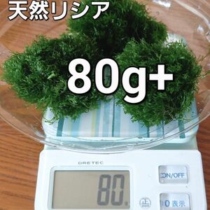 天然リシア 　80g+10g　おまけでアマゾンフロッグピット　おまけアカウキクサ　 水草 メダカ アクアリウム 熱帯魚 