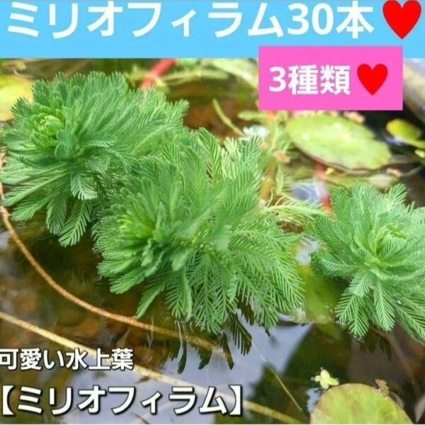 天然水草　ミリオフィラム30本　おまけでアマゾンフロッグピット　アカウキクサ付き　メダカ　エビ喜ぶセット　アナカリス