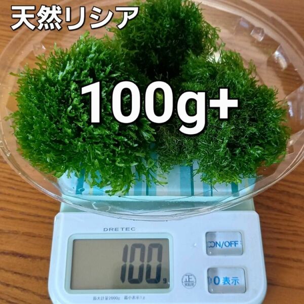 天然リシア 100g+10g　おまけでアマゾンフロッグピット　おまけアカウキクサ　 水草 メダカ アクアリウム 熱帯魚 