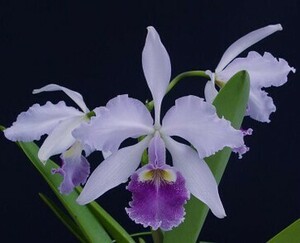 ◆★【洋蘭原種】★◆ C.warscewiczii fma.coerulea ‘Itango’ (OG) 開花株