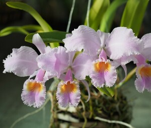 ●＄【洋蘭原種】＄● C. schroederae ‘Viria’ (OG) NBS開花株