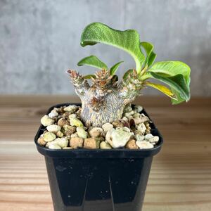 A4 パキポディウムウィンゾリー★ Pachypodium windsorii ★コーデックス　良型　塊根植物　実生1