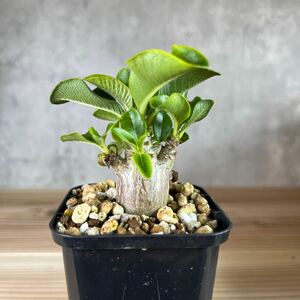 A6 パキポディウムウィンゾリー★ Pachypodium windsorii ★コーデックス　良型　塊根植物　実生1