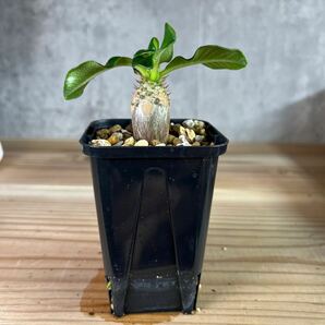 A3 パキポディウムウィンゾリー★ Pachypodium windsorii ★コーデックス 良型 塊根植物 実生1の画像4