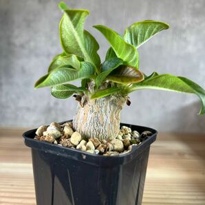 A4 パキポディウムウィンゾリー★ Pachypodium windsorii ★コーデックス 良型 塊根植物 実生1の画像3
