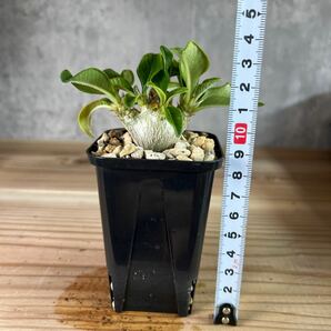 A5 パキポディウムウィンゾリー★ Pachypodium windsorii ★コーデックス 良型 塊根植物 実生1の画像7