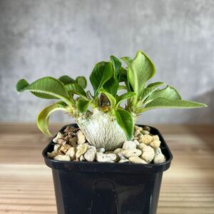 A5 パキポディウムウィンゾリー★ Pachypodium windsorii ★コーデックス　良型　塊根植物　実生1