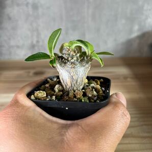 A6 パキポディウムウィンゾリー★ Pachypodium windsorii ★コーデックス 良型 塊根植物 実生1の画像7