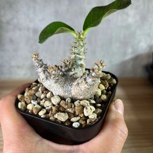 A7 パキポディウムウィンゾリー★ Pachypodium windsorii ★コーデックス 良型 塊根植物 実生1の画像10