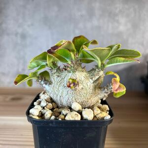 A2 パキポディウムウィンゾリー★ Pachypodium windsorii ★コーデックス　良型　塊根植物　実生1