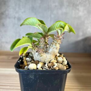 A4 パキポディウムウィンゾリー★ Pachypodium windsorii ★コーデックス　良型　塊根植物　実生1