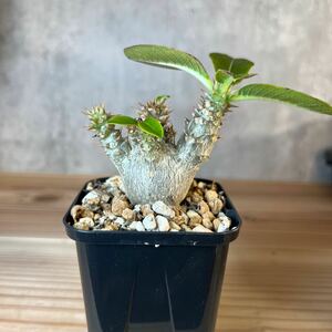 A1 パキポディウムウィンゾリー★ Pachypodium windsorii ★コーデックス　良型　塊根植物　実生1