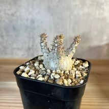 A3 パキポディウムウィンゾリー★ Pachypodium windsorii ★コーデックス　良型　塊根植物　実生1_画像2