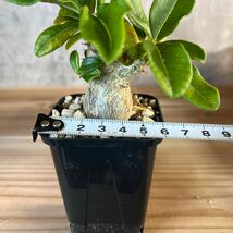 A4 パキポディウムウィンゾリー★ Pachypodium windsorii ★コーデックス　良型　塊根植物　実生1_画像8