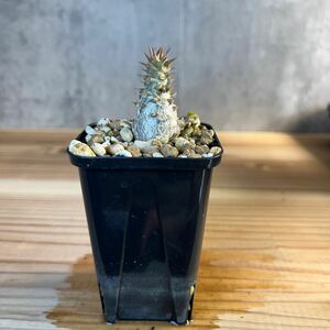 A3 パキポディウムウィンゾリー★ Pachypodium windsorii ★コーデックス　良型　塊根植物　実生1