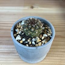 1 コピアポア　シネレア　黒王丸　実生　Copiapoa cinerea_画像1