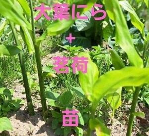 茗荷(ミョウガ)+にら　苗各3本　無農薬栽培　