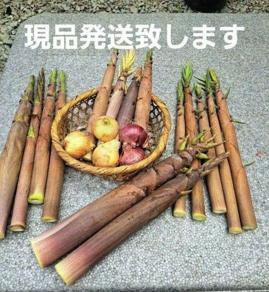 筍淡竹(ハチク)　タケノコ　新玉ねぎセット　現品発送　