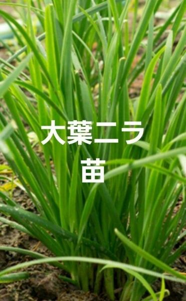 大葉にら　苗3本　無農薬栽培　苗のみ　