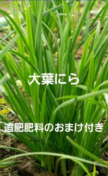 にら　苗5本　追肥肥料のおまけ付き　無農薬栽培