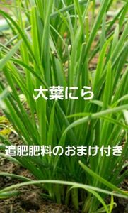 大葉にら　苗5本　追肥肥料のおまけ付き　無農薬栽培