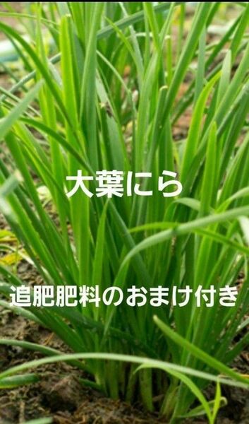 にら　苗5本　追肥肥料のおまけ付き　無農薬栽培