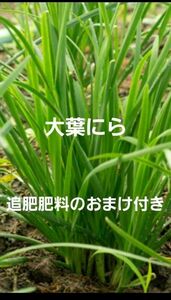 にら　苗10本　追肥肥料のおまけ付き　無農薬