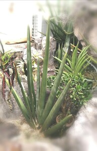 サンスベリア　サンセベリア　ラスアノドラブ24977 塊根植物　コーデックス　サボテン　多肉植物　アガベ　パキポディウム　