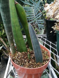 サンスベリア　サンセベリアspいろいろ塊根植物　コーデックス　サボテン　多肉植物　アガベ　パキポディウム　