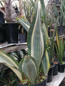  white .!! sansevieria sun sebe rear ma Sony a-na. root plant ko- Dex cactus succulent plant agave pakipotium