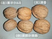 38　清香クルミ（せいこう）味が濃厚で旨味がある高級カシクルミ　_画像1