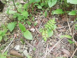 植物　サンショウ　自然増殖株 苗