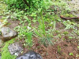  plant red pine nature increase . stock seedling 