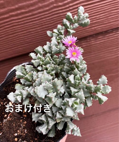 初心者様も大丈夫！琴爪菊　抜き苗　＋おまけ　多肉植物　セダム　ゆうパケット発送