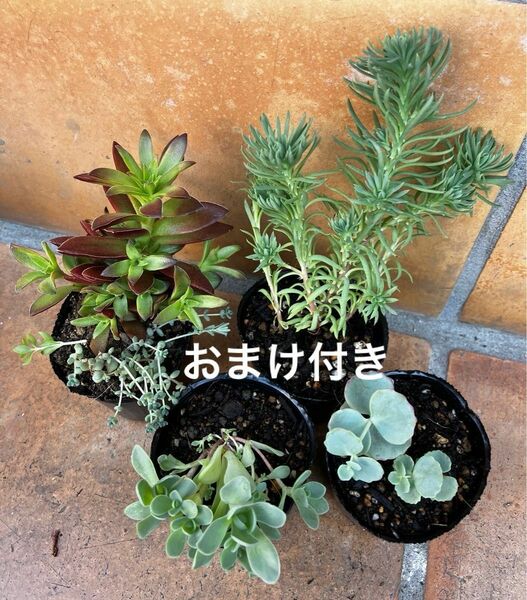 4鉢 初心者様も大丈夫！強い品種！　抜き苗＋おまけ10種類　多肉植物　セダム　ゆうパケット発送