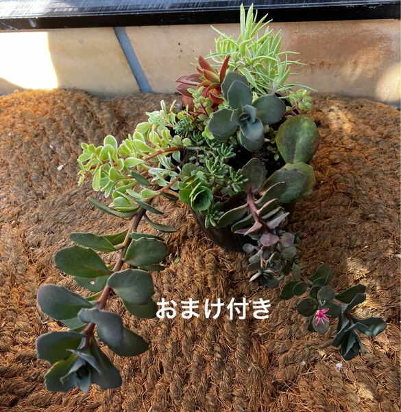 初心者様も大丈夫！強い品種！カラスバミセバヤ 他 抜き苗＋おまけ　多肉植物　セダム　ゆうパケット発送