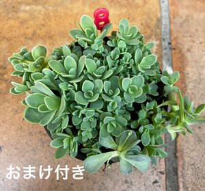 育てやすい品種！初心者様も大丈夫！　ピーチパーフェクト　抜き苗＋おまけ　多肉植物　セダム　ゆうパケット発送