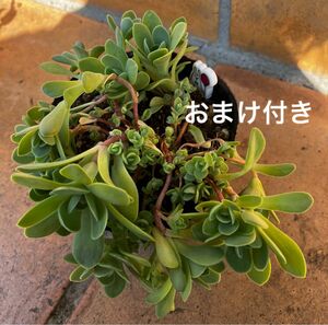 育てやすい品種！初心者様も大丈夫！　ピーチパーフェクト　抜き苗＋おまけ　多肉植物　セダム　ゆうパケット発送